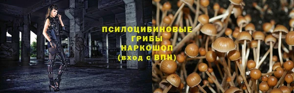 индика Белокуриха